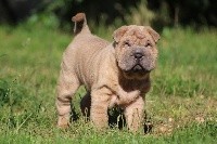 O'woofer